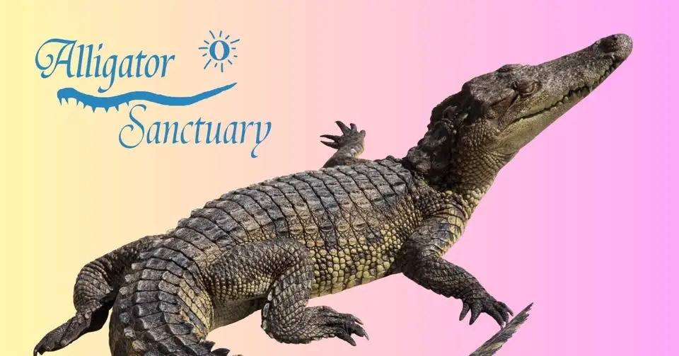 Critchlow Alligator Sanctuary's LIVE Reptile Show!