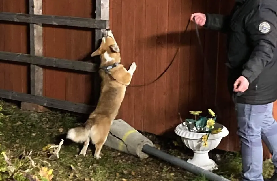 Sommar i Magria - Högt & Lågt