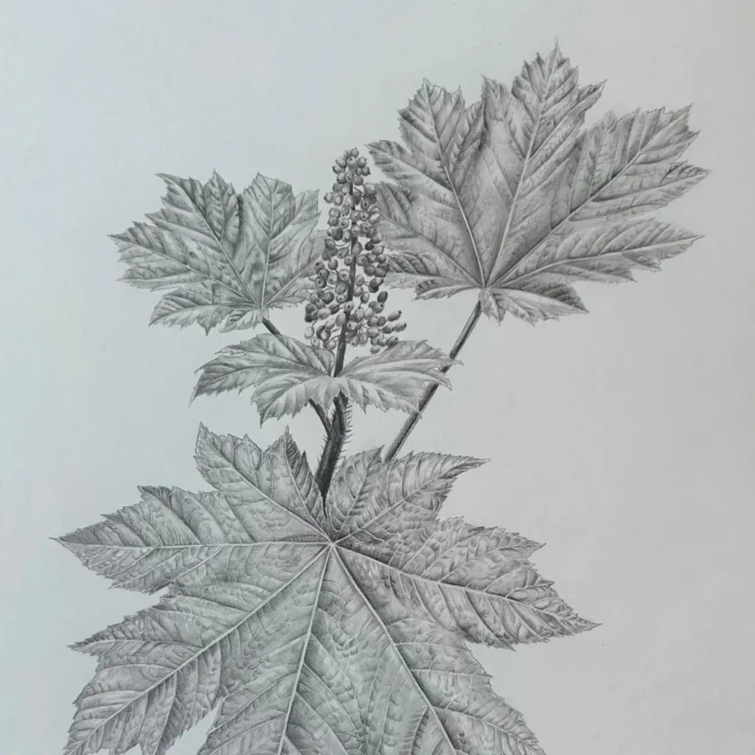 Botanical Drawing