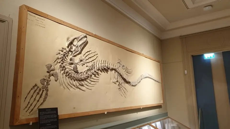Visning av Evolutionsmuseet paleontologi
