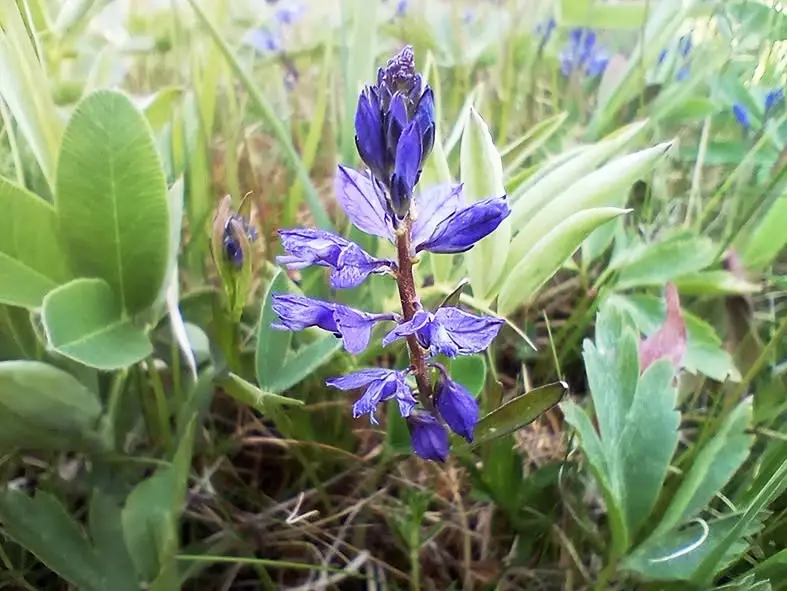 Utflykt till ängsblommorna vid Fäbods