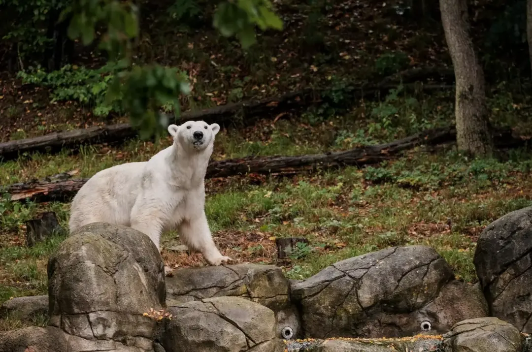 Vítejte, medvědi! – Zoo Brno uvítá tři lední medvědice