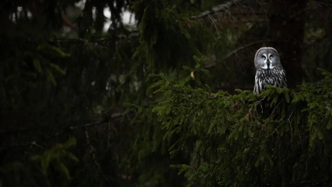 đż StĂ€mningar av Hannes Burlin â en fotografisk utstĂ€llning om naturens magi đż