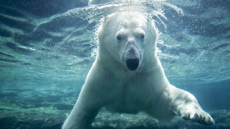 Polar Bear Breakfast