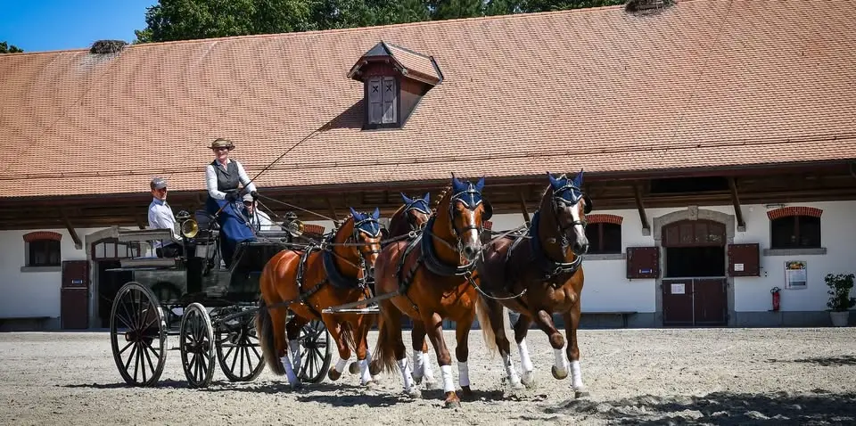 Portes Ouvertes au Haras I Tag der offenen Tür im Gestüt