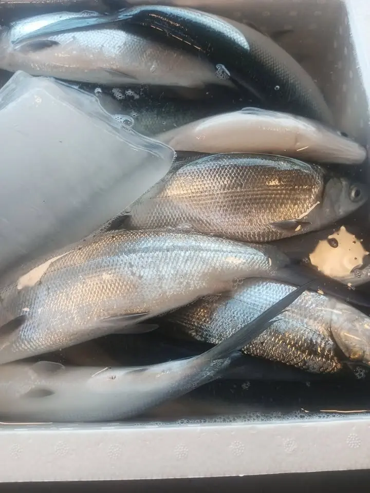 for sale Isda