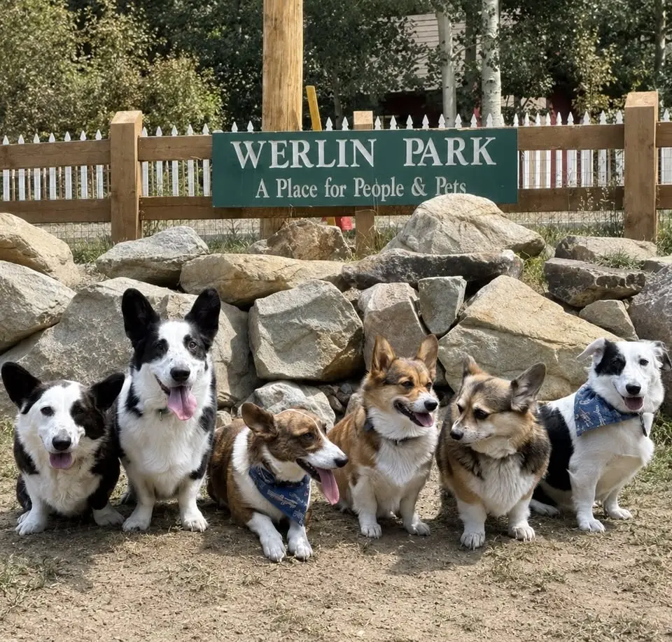 Corgis take over Georgetown for a second time!!!