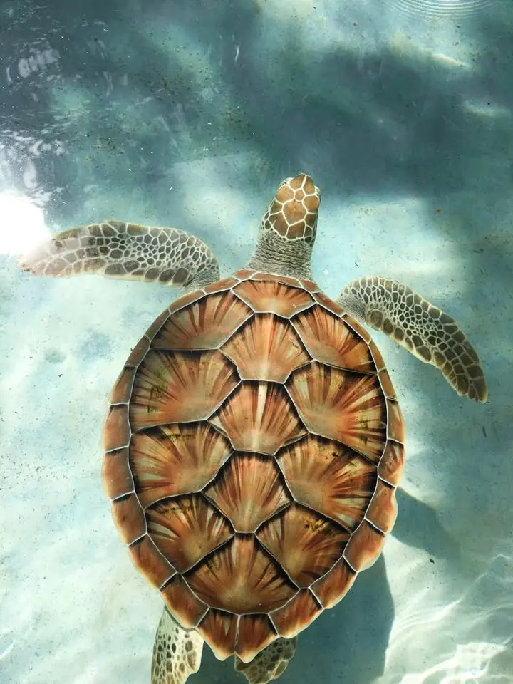 Sea Turtle talk