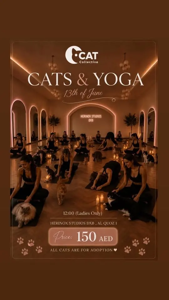 Cats & Yoga 🤍