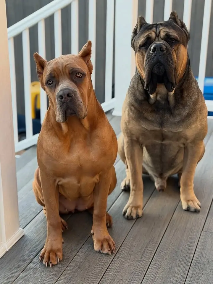 Cane Corso Meetup® – San Pedro 2026