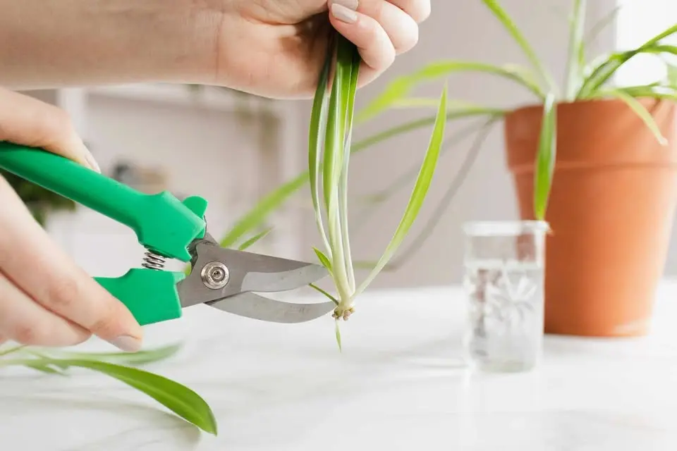 Plant Propagation with Mel! Coffee with a Gardener