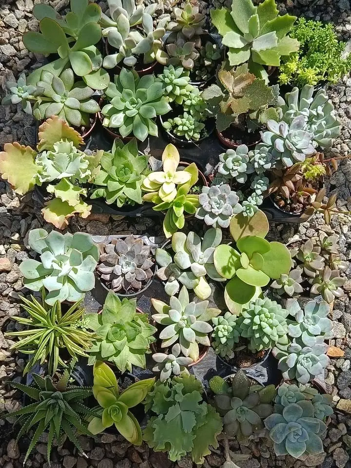 Suculentas silva flores