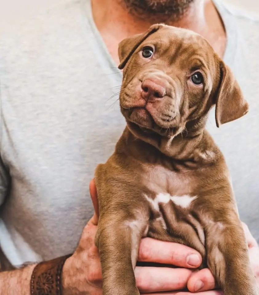 Puppy course -Triangelhunden