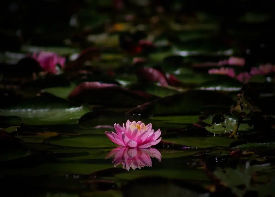 Night Walk at the Garden