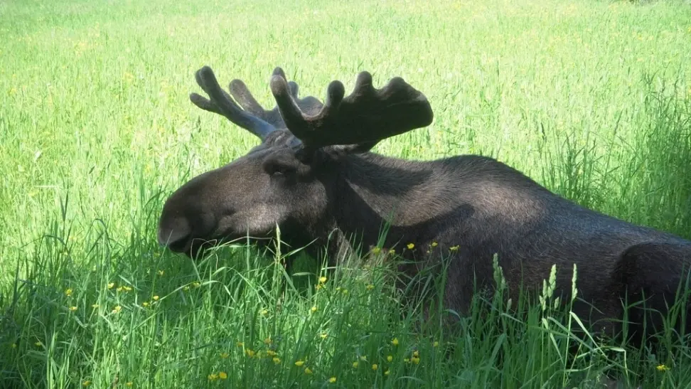 Moose Garden – Guidade älgturer
