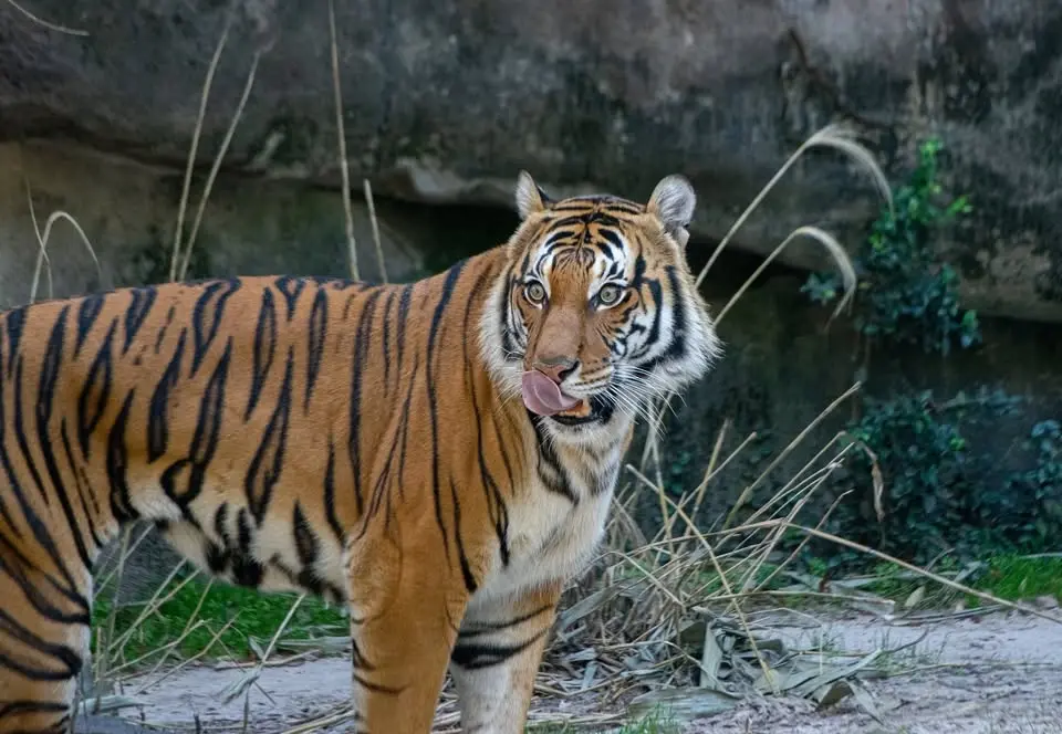 AANHPI Heritage Month at Houston Zoo
