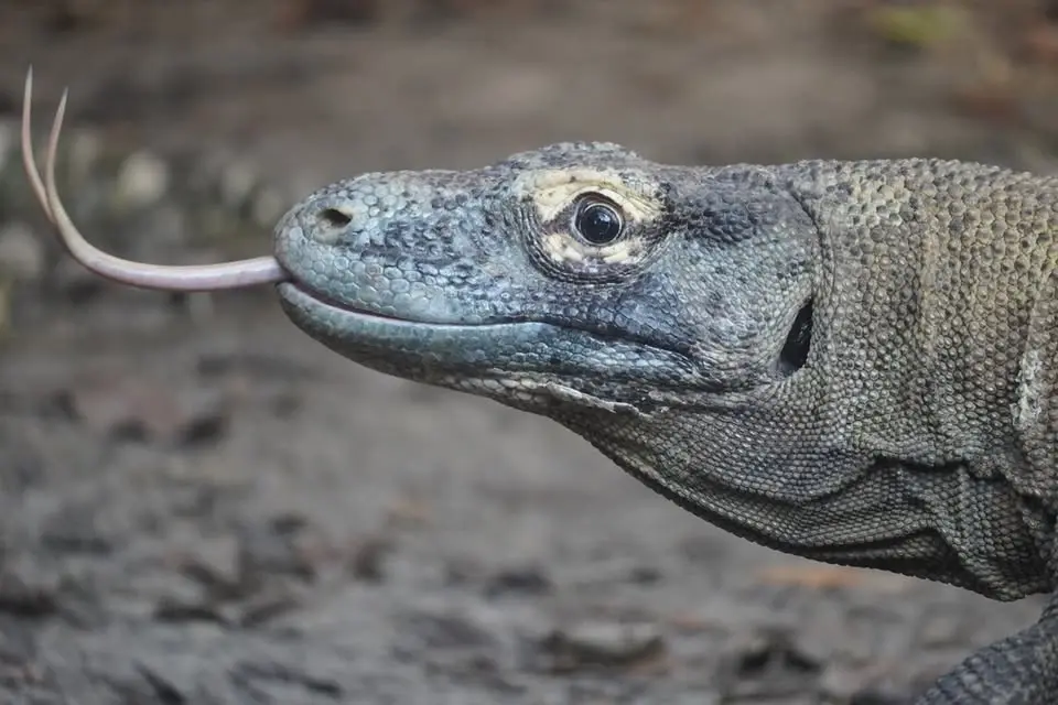 Venom Symposium at ZooTampa