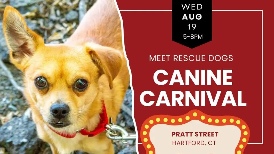 Canine Carnival: Meet Rescue Dogs in Hartford 