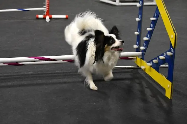 Small Dog Playgroup
