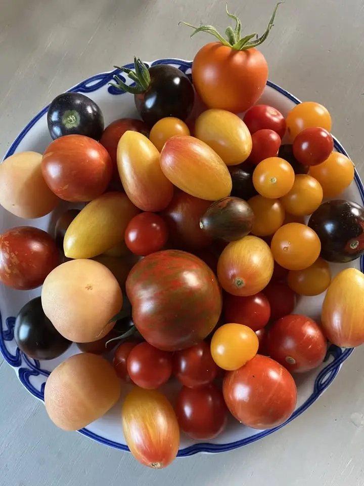 Tomater – provsmakning och fröbyte