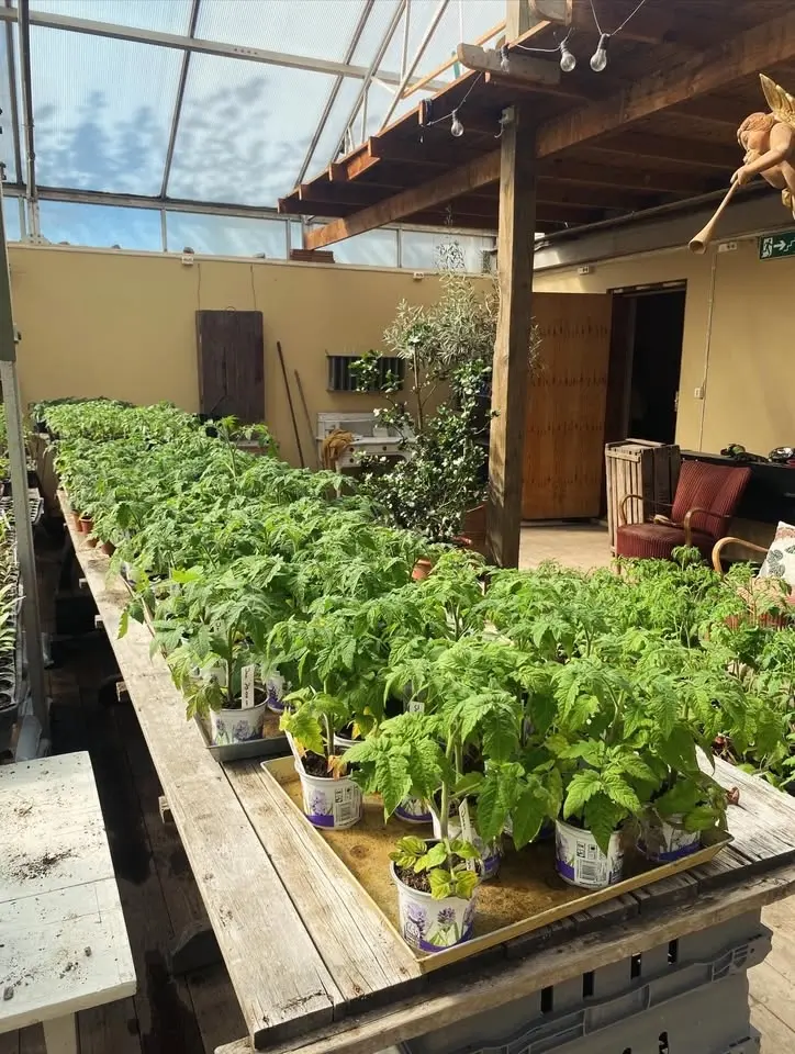 Tomatplanta utförsäljning nu på söndag