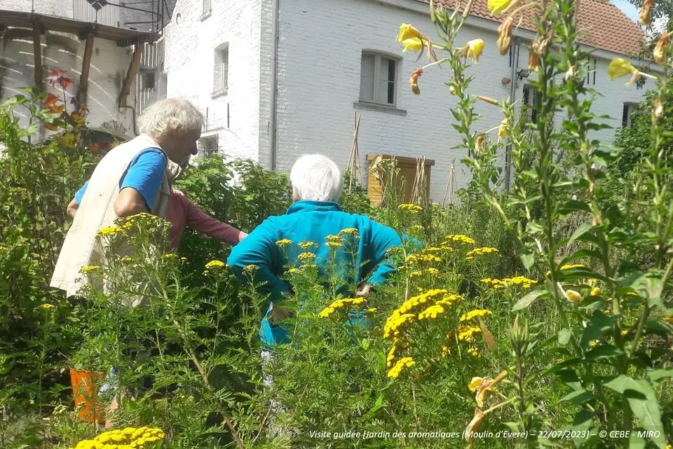Jardin du Moulin d'Evere : visite guidée