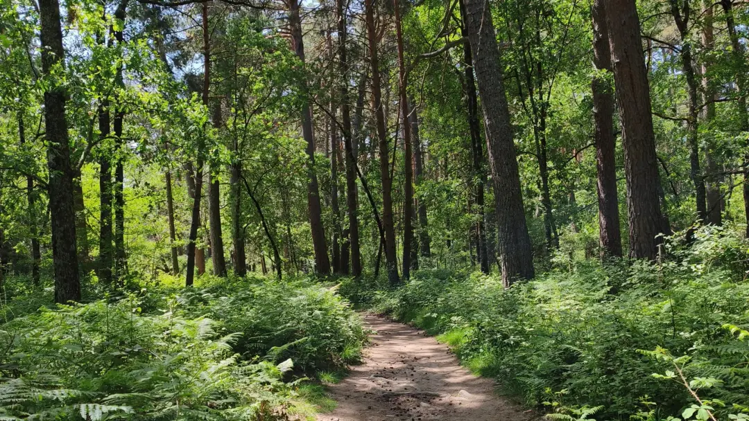 Bosque, río y pozas, plan perfecto para escapar del calor. Nivel Basico Dom 26