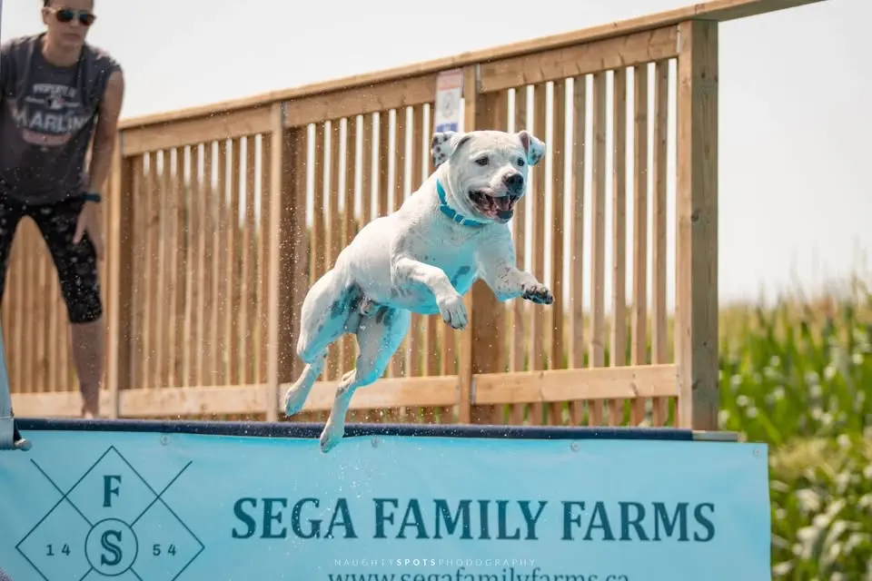 DockDogs® at Sega Family Farms