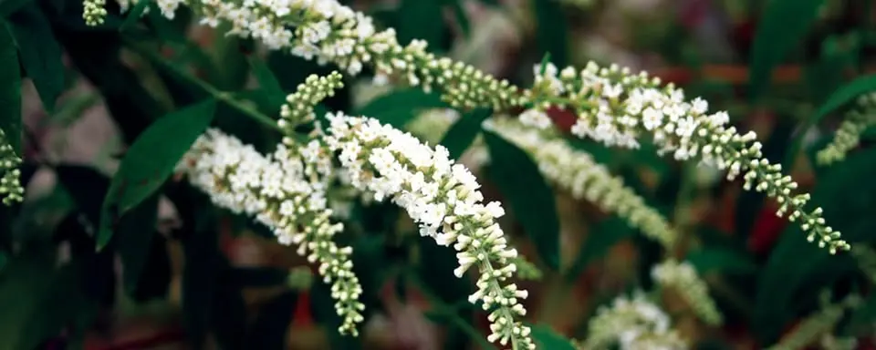 Sensory Garden Walk