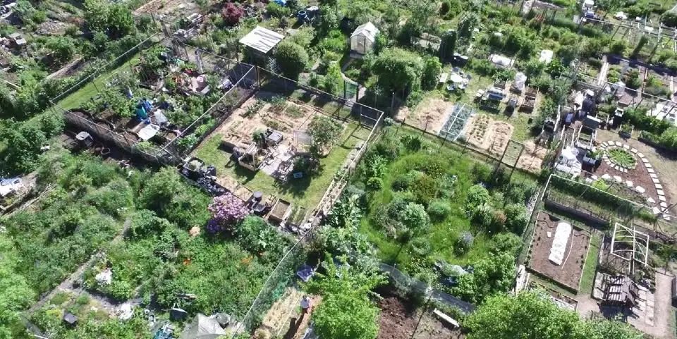 Plantmarknad 