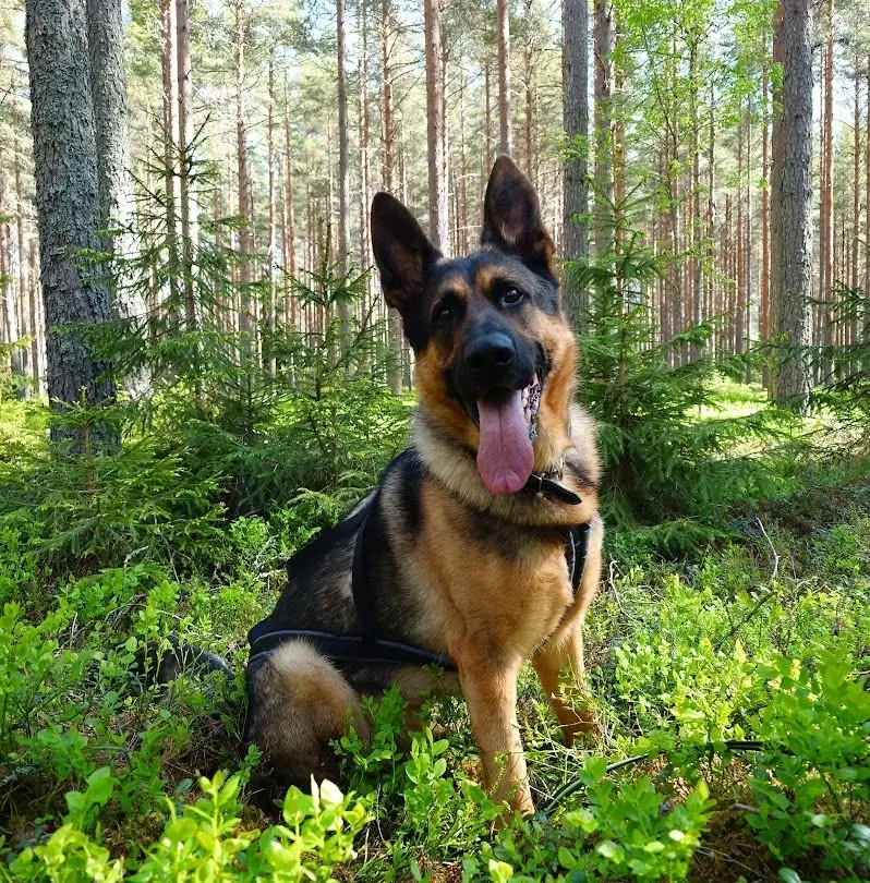 Bruksträningsdag Inriktning spår