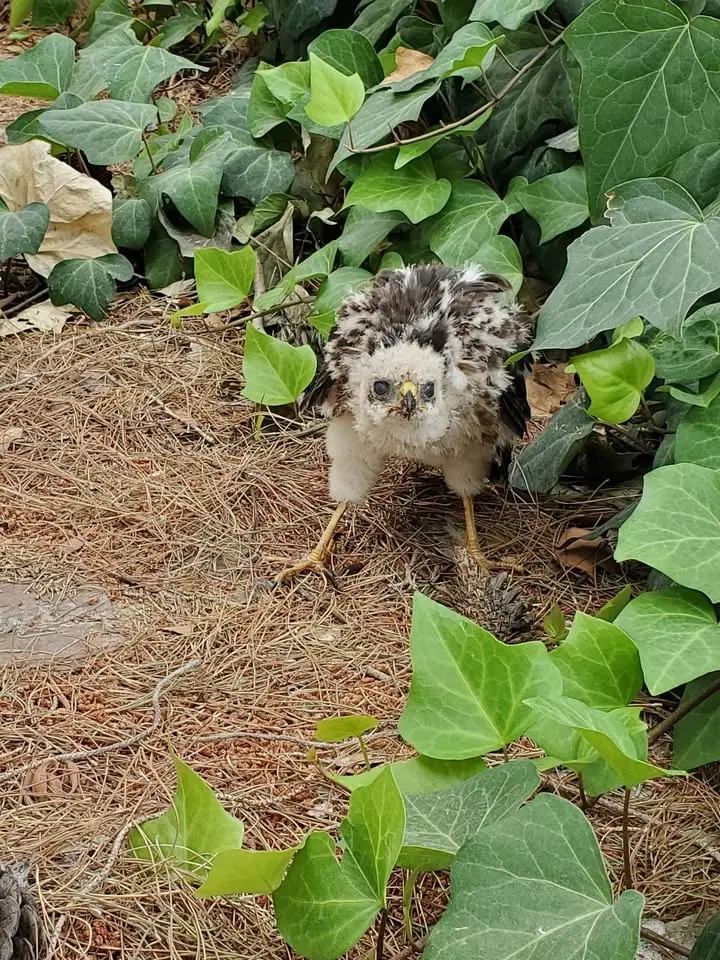 Living with Wildlife - Library Program