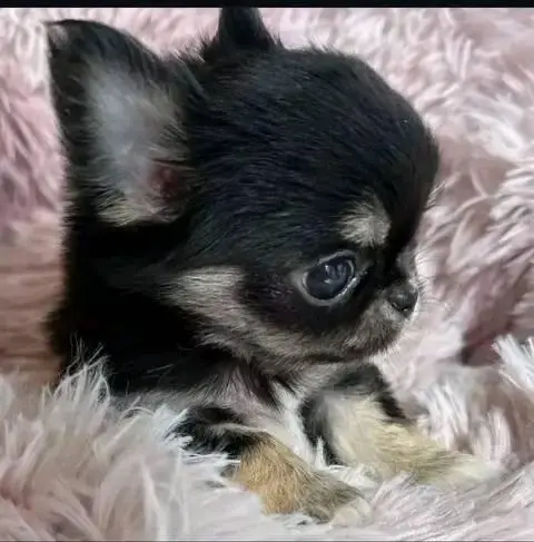Chihuahua puppies for adoption 