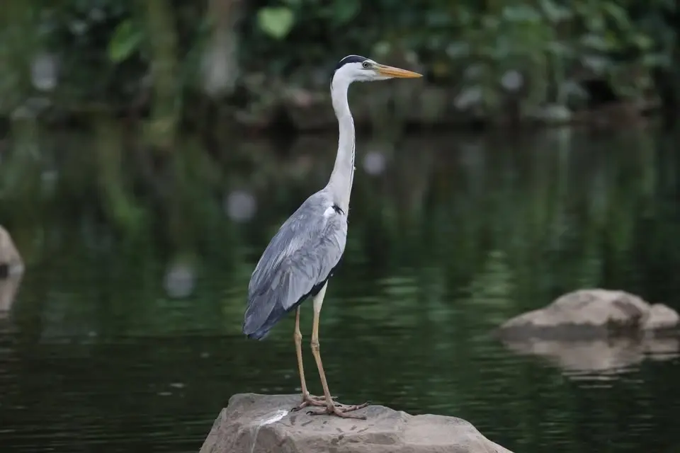 Birdwatching at Jurong Lake Gardens