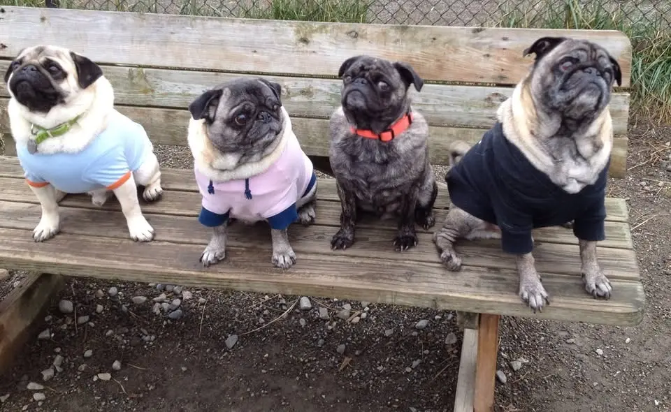 May 2026 Seattle Pug Meetup - Magnuson Park