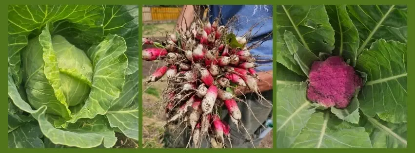 Vegetable Garden Series