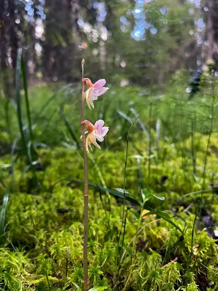 Skogsfru i Borggrensviken