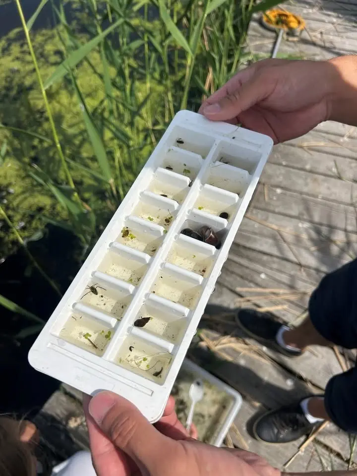 Håva småkryp från bryggan på naturum Tåkern