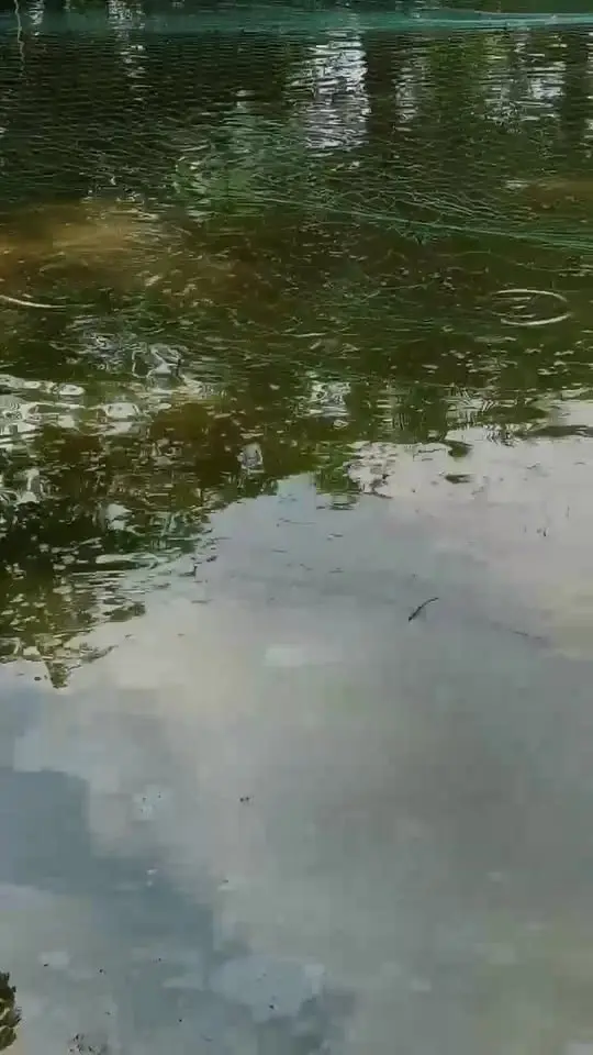 মাচ