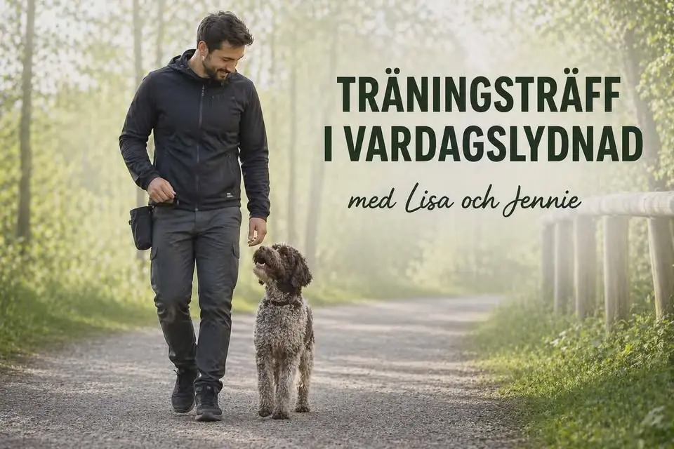 Vardagslydnad med störning - öppen träning