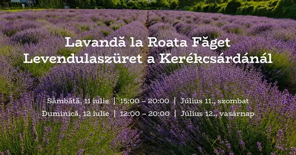Lavandă la Roata Făget 💜 - Levendulaszüret a Kerékcsárdánál 💜