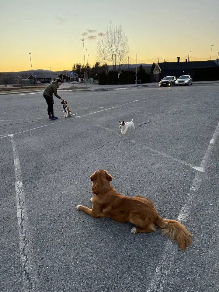 2Dogs- 16 ukers adferd/ hverdagslydighet med Kjersti