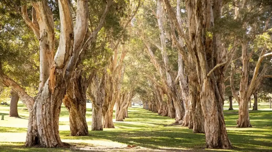 Spiritual Awakening and Cultivation Zen & Tao Te Ching in Centennial Park (Free)