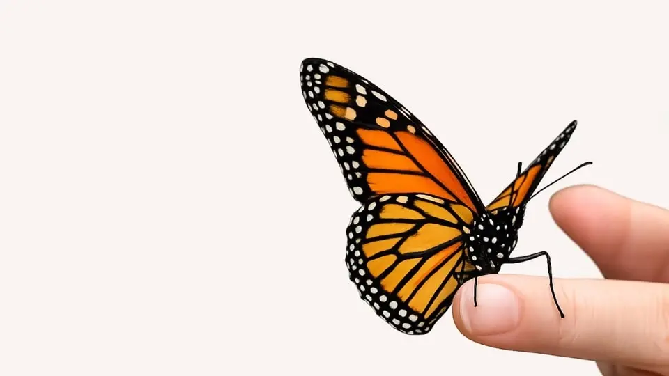 Memorial Butterfly Release