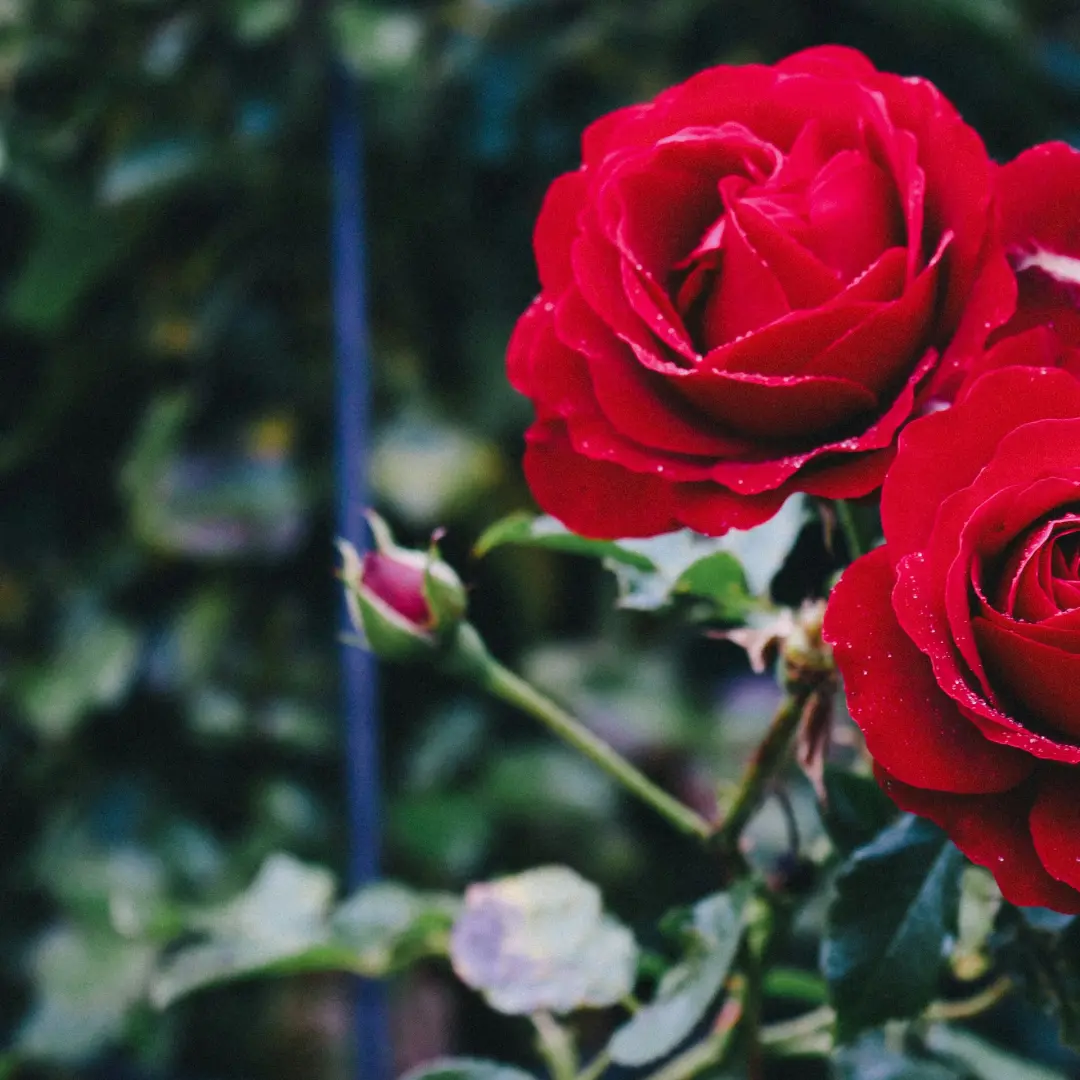 Come meet the author: Rosebud Wallpaper by r. K. Sachdev
