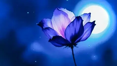 TGIF Full Moon Hike Flower Moon