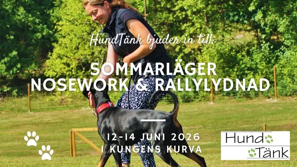 HundTänks Sommarläger!