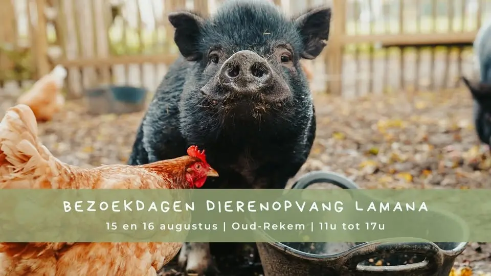 Bezoekdagen Dierenopvang Lamana