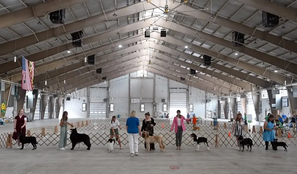 Dog Show