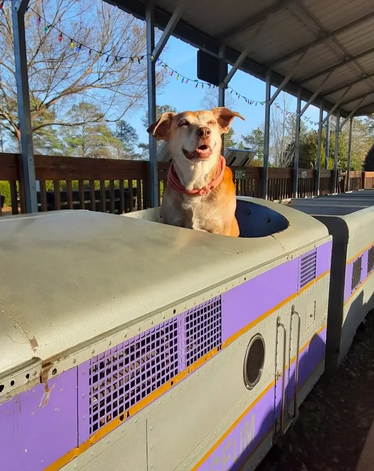 Doggie Day is BACK! Bark, Bark, Bark.